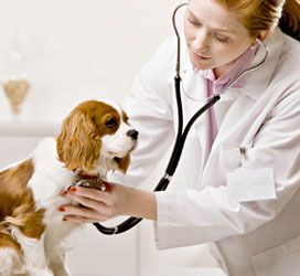 Centro Veterinario Puerto veterinaria con perro
