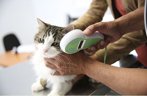 Centro Veterinario Puerto toma de temperatura a gato